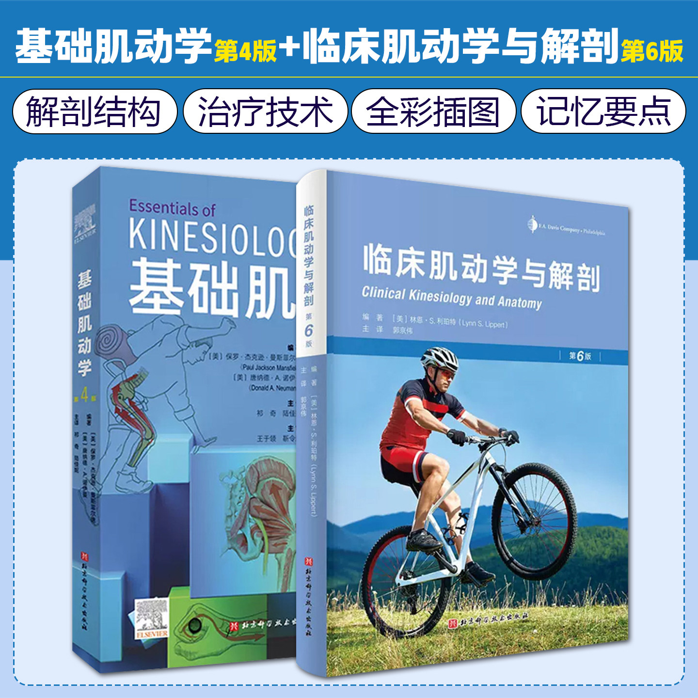 全2册 基础肌动学+临床肌动学与解剖 肌肉骨骼系统的结构和功能筋膜解剖书 临床运动康复参考书籍 北京科学技术出版社
