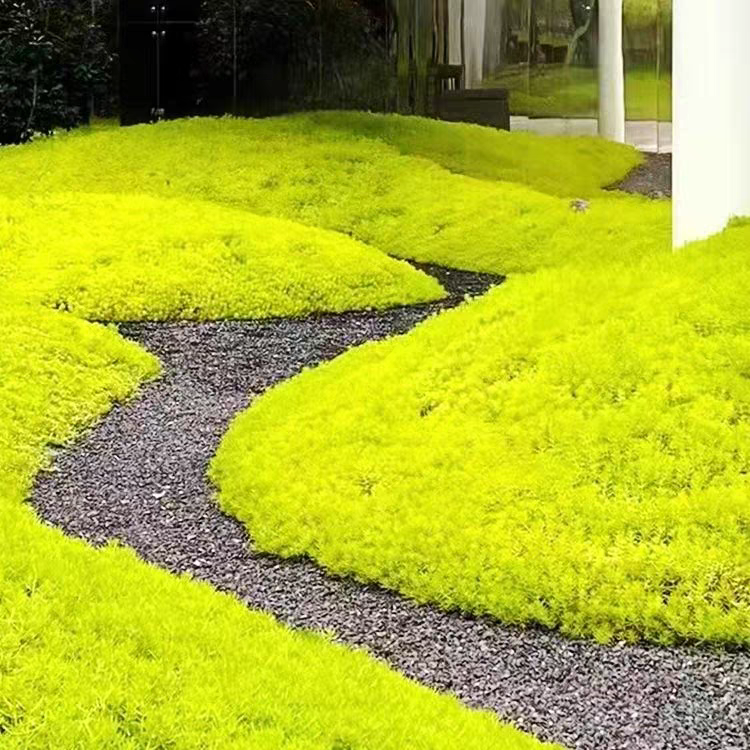 佛甲草苗黄金金叶佛甲草草皮过路黄姬岩垂草中华景天耐寒地被植物