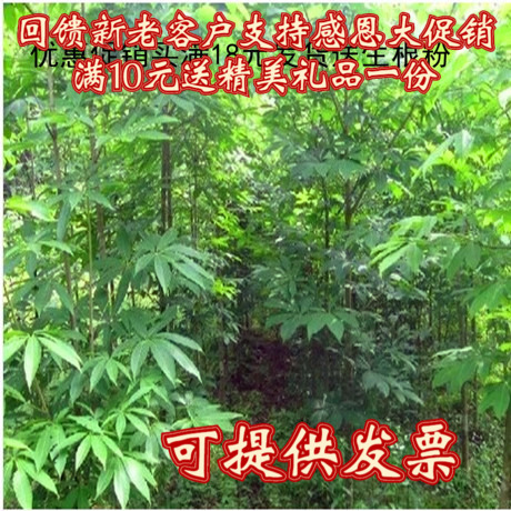 七叶树苗 七叶树小苗 工程绿化苗木 行道园林苗木