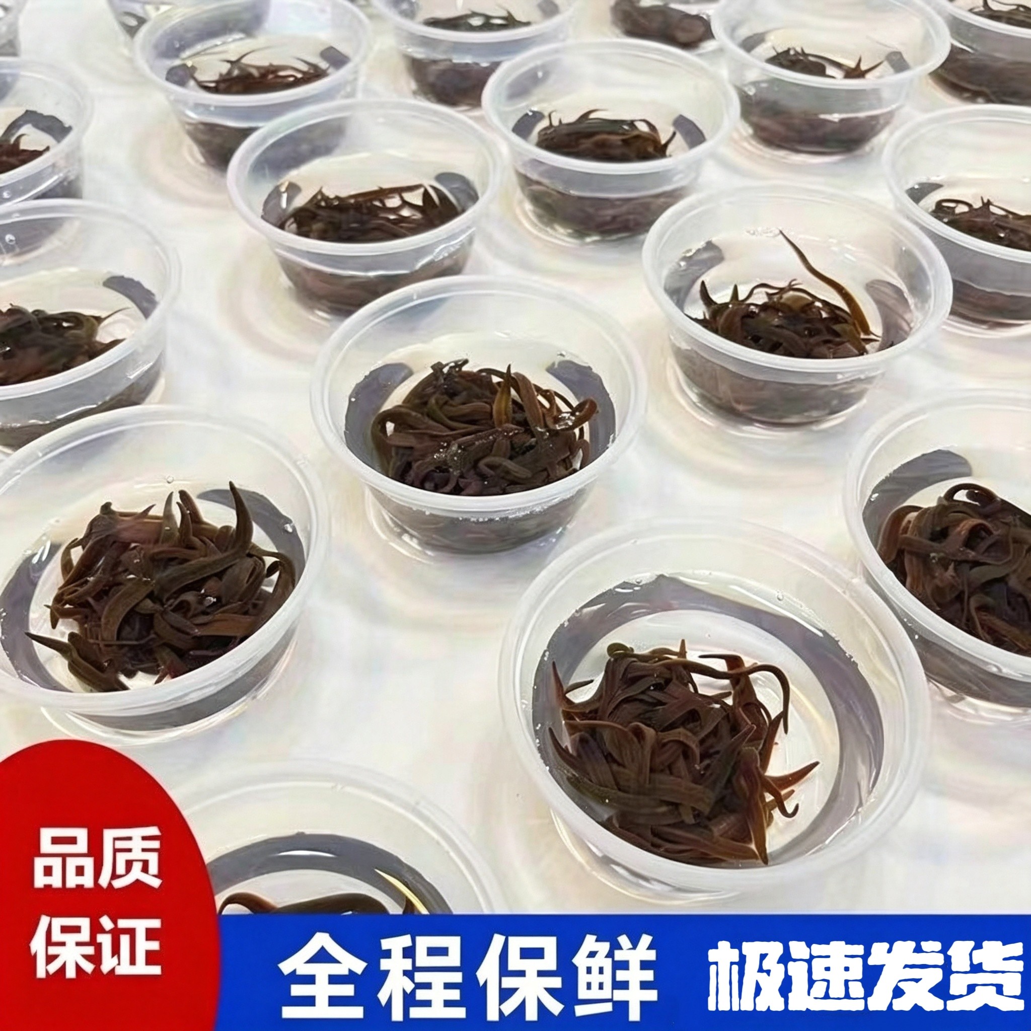 蚂蟥活饵水蛭钓鱼江团饵料鮰鱼饵肥头黄辣丁鲶鱼桂鳜鱼翘嘴活性好