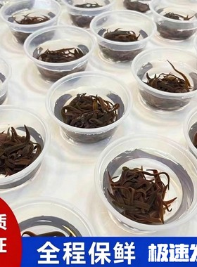 蚂蟥活饵水蛭钓鱼江团饵料鮰鱼饵肥头黄辣丁鲶鱼桂鳜鱼翘嘴活性好