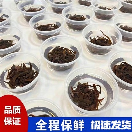 蚂蟥活饵水蛭钓鱼江团饵料鮰鱼饵肥头黄辣丁鲶鱼桂鳜鱼翘嘴活性好