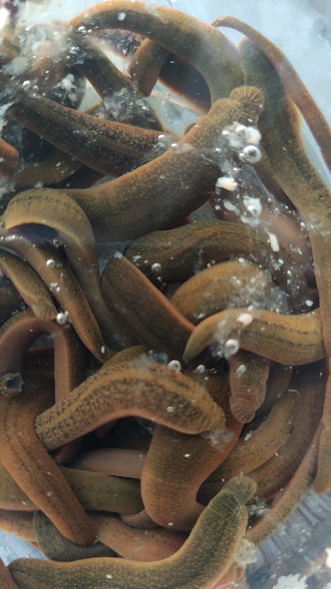 活饵大蚂蝗钓鱼专用水蛭活钓鲶鱼黄辣丁江团石扁头桂鱼鲈鱼无鳞