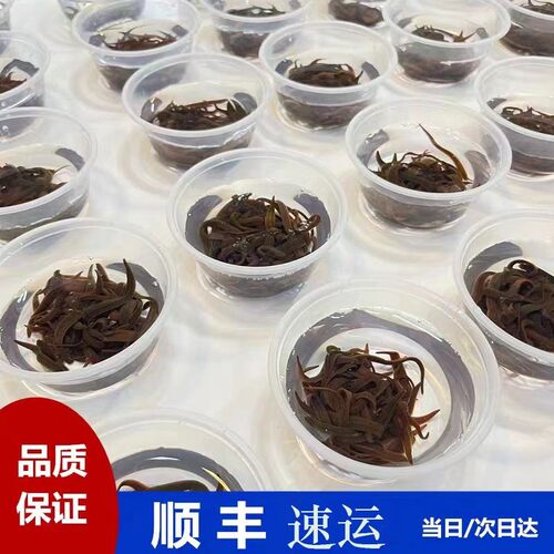 蚂蟥活饵水蛭钓鱼江团饵料鮰鱼饵肥头黄辣丁鲶鱼桂鳜鱼翘嘴活性好