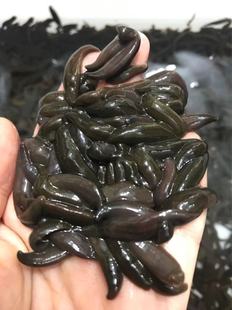 蚂蟥钓鱼活饵批发水蛭鲜活钓江团肥头黄辣丁鲶鱼鳜鱼鮰鱼鲈鱼批发