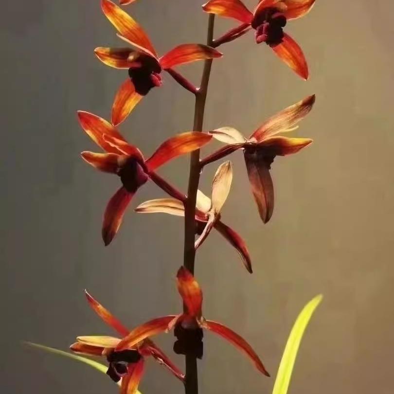 贵州蕙兰传奇兰花苗红素老种高档名品名贵兰草浓香型花卉国兰盆栽