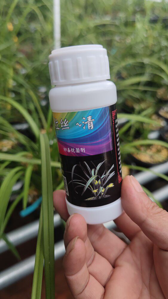 兰花拉丝病兰草病花卉国兰拜拉丝病生根壮苗