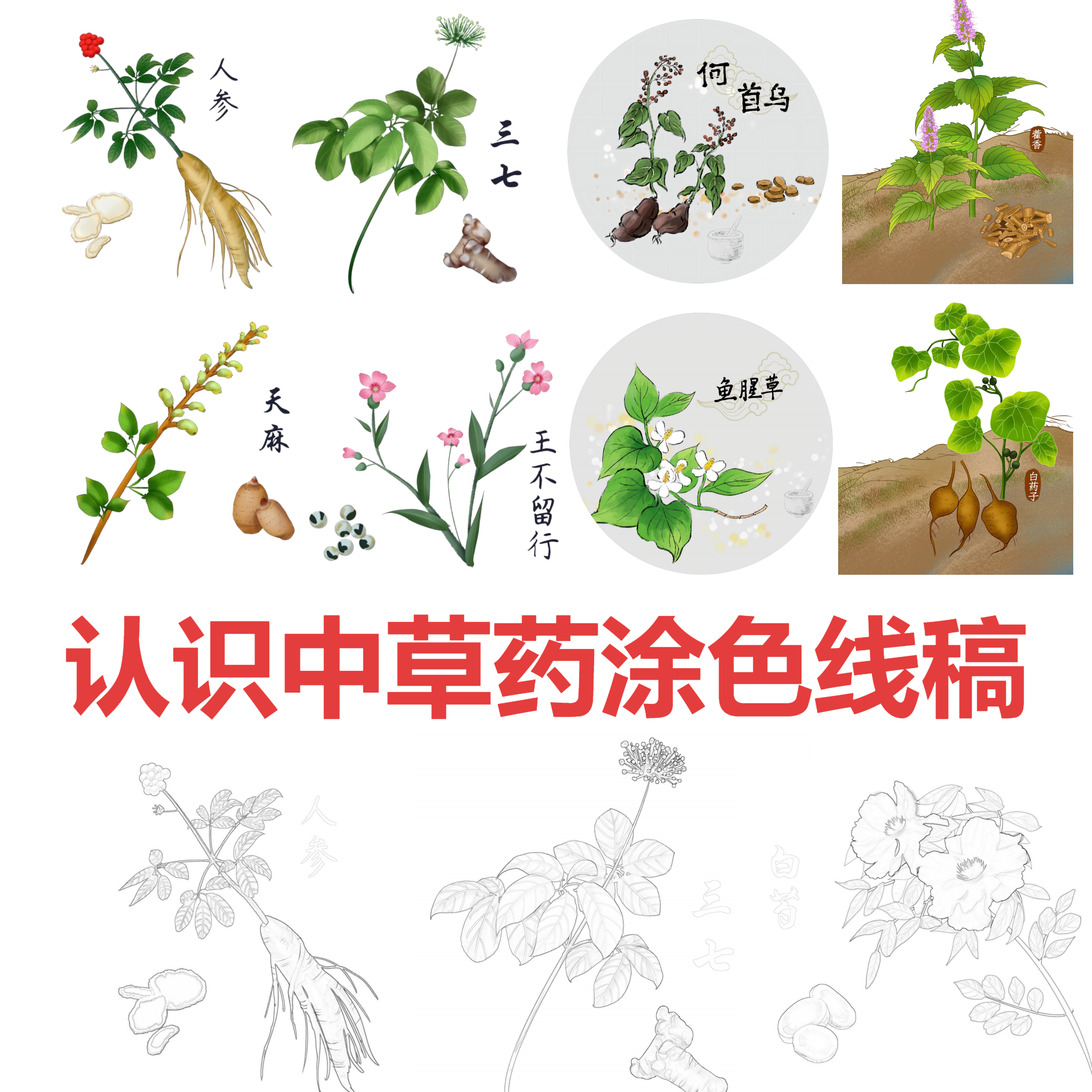 中草药植物涂色线稿手抄报