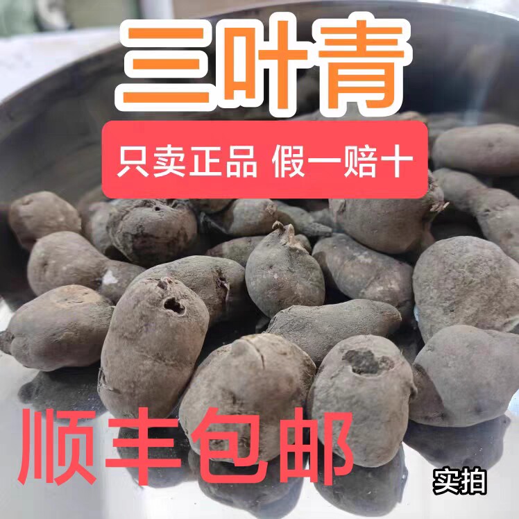 云南三叶青中药材吊金钟三叶扁藤石老鼠蛇猴子金丝吊葫芦