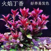 新手养草造景后景草精品火焰丁香陀草懒人水草鱼缸自养易活