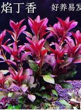 新手养草造景后景草精品火焰丁香陀草懒人水草鱼缸自养易活