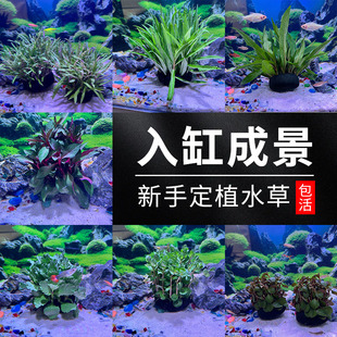 新手懒人定植水草巴西百叶火焰丁香中柳胭脂丁香鱼缸造景入缸成景