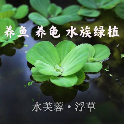 水芙蓉浮萍苗鱼缸净水懒人造景