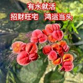 浮萍鱼缸红毛丹绿植净化水质水草池塘养殖水培植物造景增氧摆件