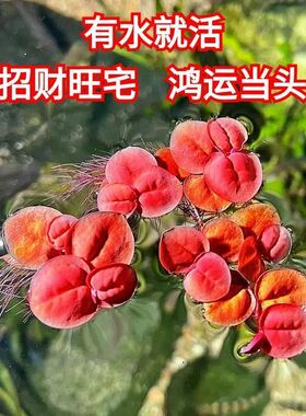 浮萍鱼缸红毛丹绿植净化水质水草池塘养殖水培植物造景增氧摆件