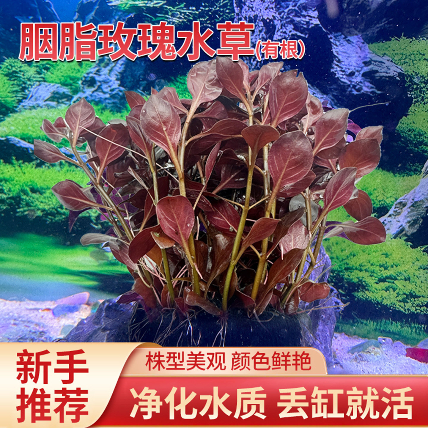 鱼缸造景后景真水草精品胭紫玫瑰紫红玫瑰鲁冰丁香类制氧净化水质