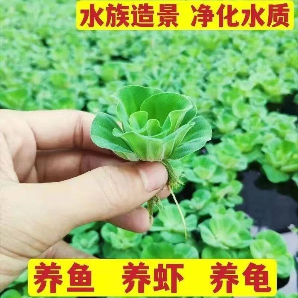 水上漂牡丹萍鱼龟缸造景增氧净水图片