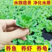 水上漂牡丹萍浮萍鱼缸水草龟缸增氧水生植物懒人家用自养净化水质