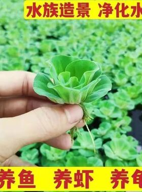 水上漂牡丹萍浮萍鱼缸水草龟缸增氧水生植物懒人家用自养净化水质