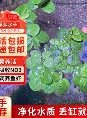 圆心萍浮萍一叶莲水芙蓉水草植物净化水质水培绿植鱼龟缸造景增氧