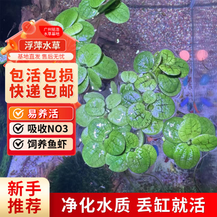 圆心萍浮萍一叶莲水芙蓉水草植物净化水质水培绿植鱼龟缸造景增氧