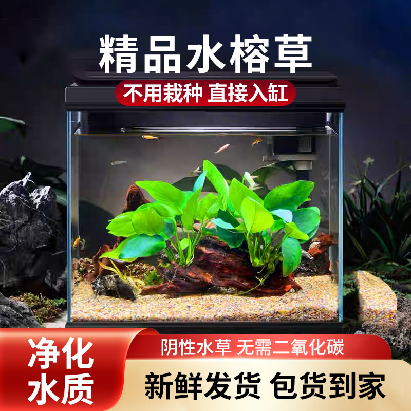 懒人新手家用鱼缸自养阴性水草易养火山石巴榕水培净化绿色植物图片