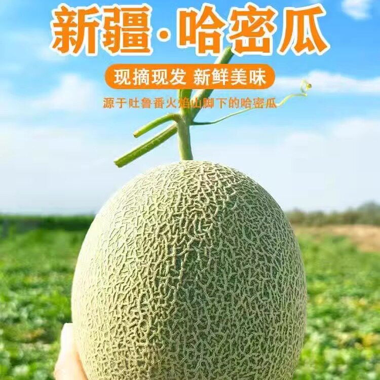 顺丰包邮新疆哈密瓜新鲜水果吐鲁番西周蜜瓜网纹蜜瓜