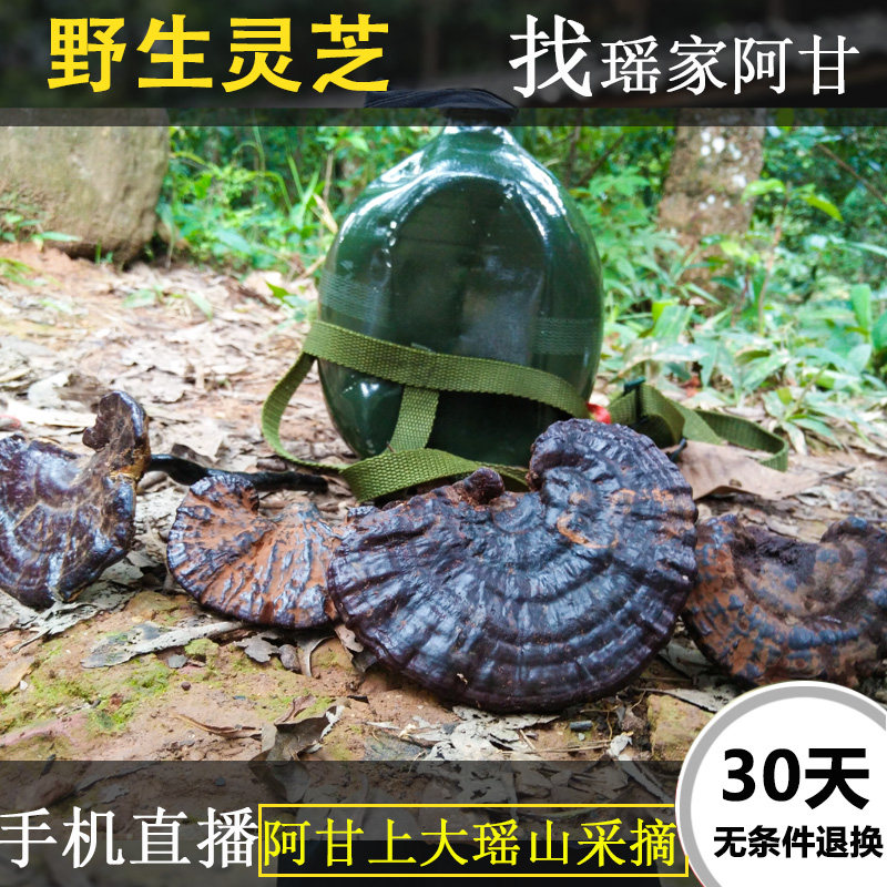 广西大瑶山纯灵芝紫灵芝黑灵芝林芝野生中等灵芝可切片打粉250g