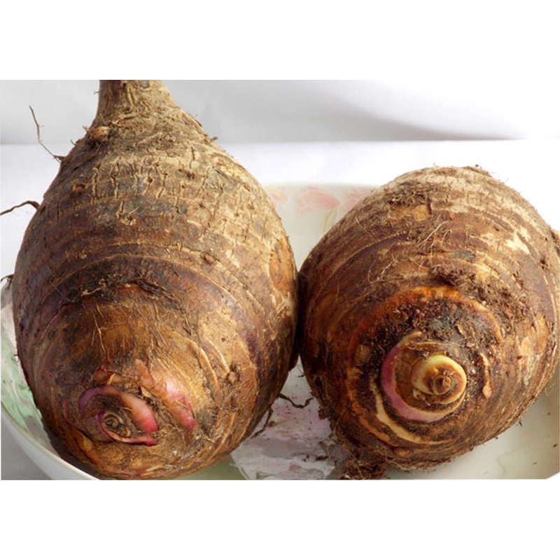 海南芋头番蓍香芋小香芋杂粮 5斤新鲜开挖儋州原产地顺丰发货