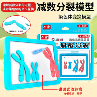 磁性染色体变换模型减数分裂教具组件初中高中生物DNA实验器材