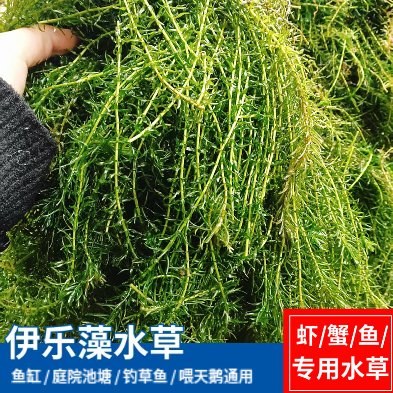 伊乐藻水草养螃蟹专用水草养不死水草龙虾专用草鱼缸造景天鹅喜食