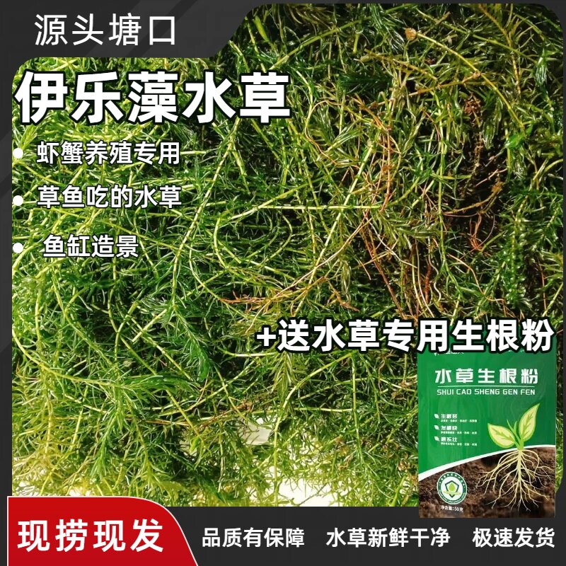 小龙虾的“避暑别墅”金鱼产卵床