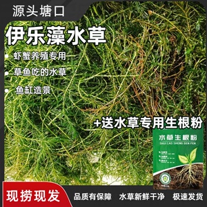 小龙虾的“避暑别墅”金鱼产卵床