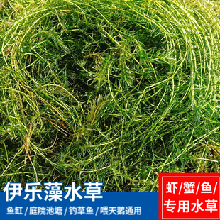 虾蟹养殖专用伊乐藻草鱼缸水草鱼虾蟹天鹅吃的草净化水质清粪增氧
