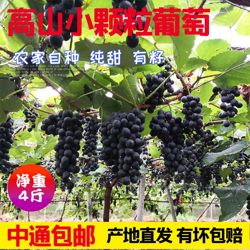 高山刺葡萄紫秋葡萄自制酿酒葡萄黑珍珠葡萄非巨峰夏黑新鲜现摘邮