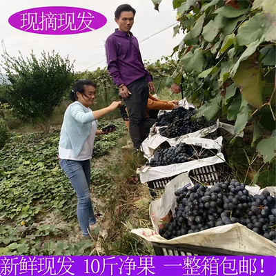 怀化高山葡萄自酿酒葡萄酒鲜果