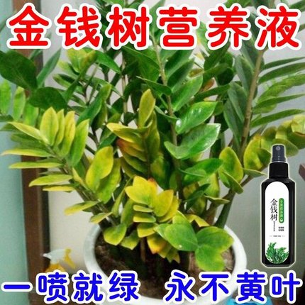 金钱树专用营养液叶子发黄叶烂根摇钱树肥钱串子金钱树肥料专用肥