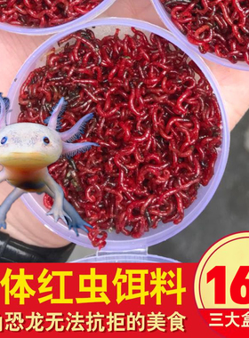 六角鱼金鱼火龙鱼锦鲤六角恐龙活体饲料血红虫红线虫活体营养泥鳅
