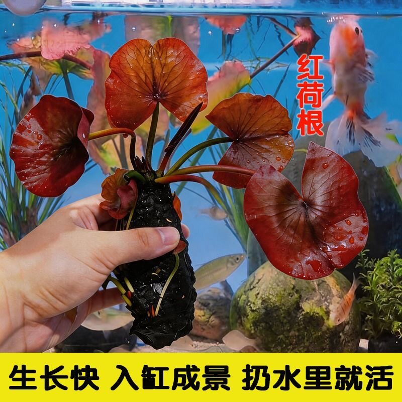 红荷根睡莲鱼草缸造景易养水草场水草