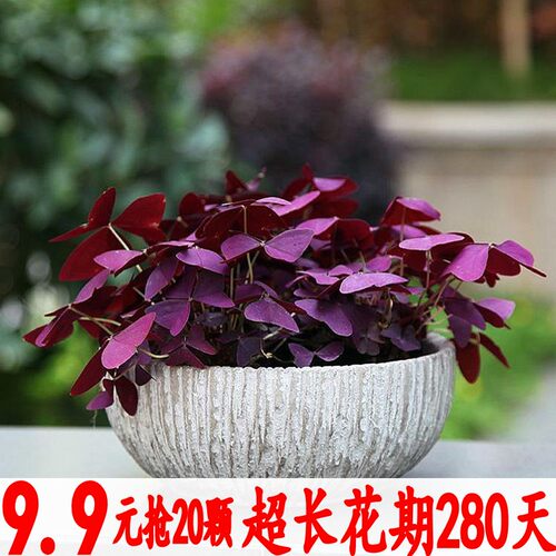 种球四季开花盆栽幸运草