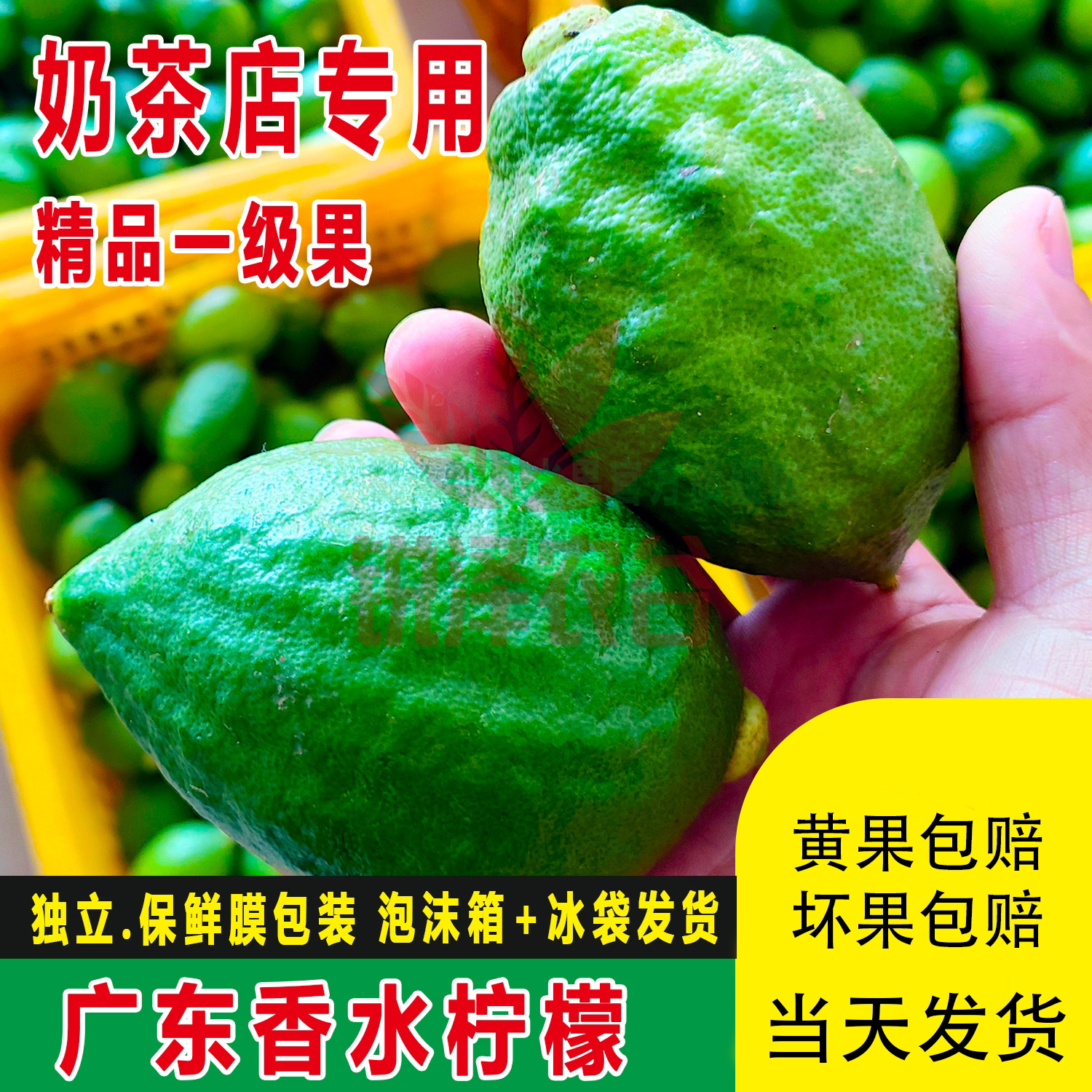 果园批发广东香水柠檬新鲜无籽爆香商用特级一级果柠檬奶茶店专用