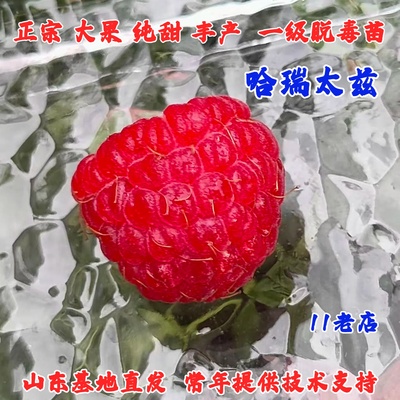 双季无刺覆盆子树苗哈瑞太兹红树莓苗果苗盆栽庭院爬藤南北方种植