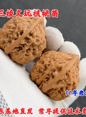正奔三棱文玩核桃树苗盆栽庭院白狮子头苹果园麻核桃苗南北方种植