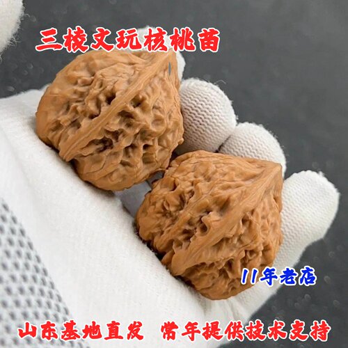 正奔三棱文玩核桃树苗盆栽庭院白狮子头苹果园麻核桃苗南北方种植