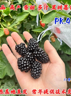 双季pk45黑莓苗盆栽黑莓树苗南北方种植浆果覆盆子无刺黑树莓果苗