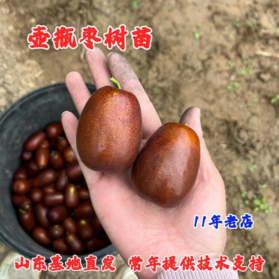 枣树活苗嫁接大果脆甜壶瓶枣树苗脆甜南方北方种植地栽当年结果苗