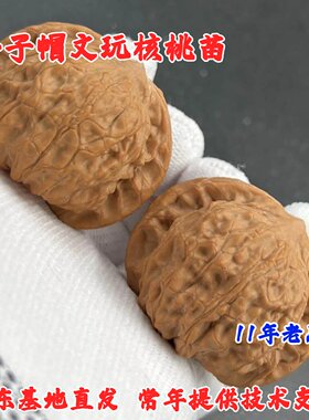 盘山公子帽文玩核桃树苗盆栽地栽把玩麻核桃苗南北方种植当年结果