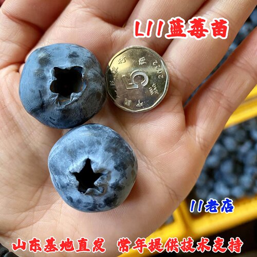 组培早熟南高丛蓝莓树果苗盆栽地栽大果纯甜L11蓝莓苗南北方种植
