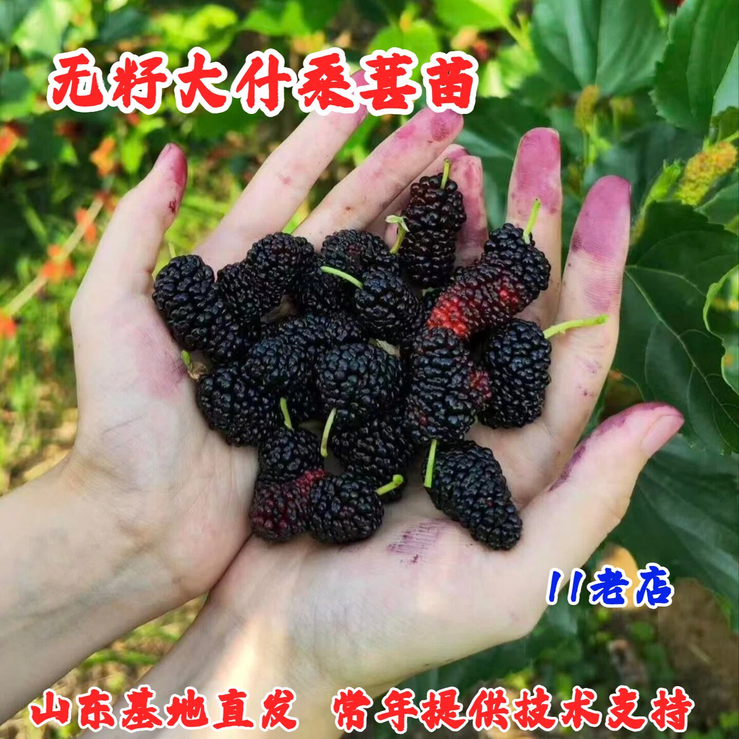 桑葚树苗嫁接无籽大十果桑苗当年结果南北方种植台湾四季长果盆栽