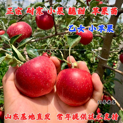 嫁接日本乙女小苹果树苗脆甜多汁矮化盆栽耐寒苹果苗南方北方种植